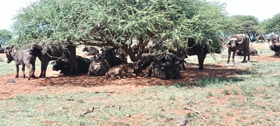 3 Bedroom Property for Sale in Boshof Free State